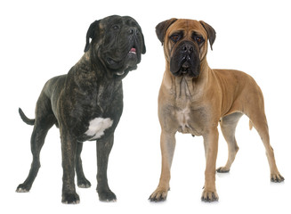 bull mastiffs in studio