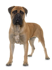 Obraz premium bull mastiff in studio
