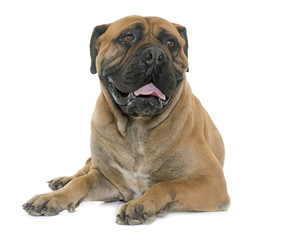 bull mastiff in studio