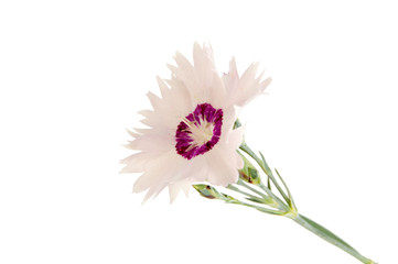 pink carnation on a white background