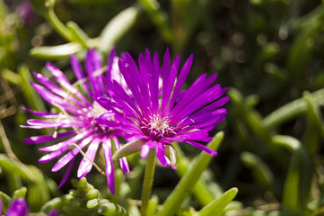 Obraz premium Macro violet flower on green blur background