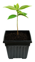 Young of rose apple isolated with clipping path.