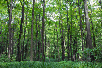beech tall green trees and grass in spring forest