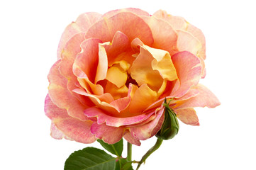 Flower rose on a white background.