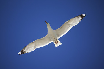 Seagull on blue sky