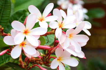 Foto auf Acrylglas Frangipani Close up white, pink and yellow plumeria ,frangipani flowers