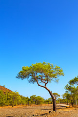 Obraz premium olympos mountain anatolia old and nature