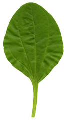 Obraz premium Greater plantain (Plantago major) leaf