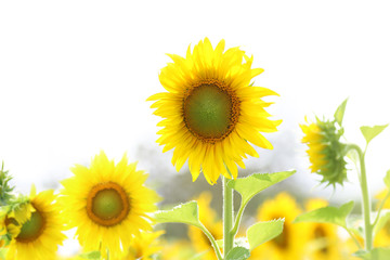 Obraz premium Sunflower, field of yellow sunflowers.