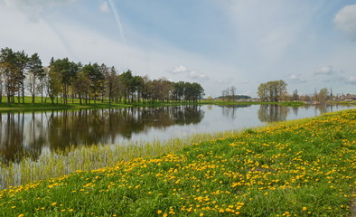 Spring landscape with the river and with dandelions
