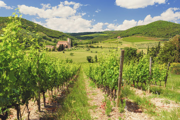 Fototapeta na wymiar Tuscan vineyards in the spring sunshine.