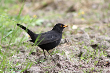 Blackbird with food in its beak