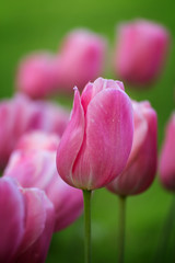 Obraz na płótnie Canvas Beautiful purple tulip in spring