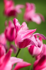Naklejka premium Beautiful purple tulip in spring