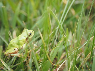 草むらのカエル