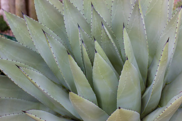 Cactus Succulent Plant