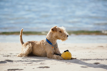 Lakeland Terrier dog lying on the beach near the sea with a yellow ball at sunny day