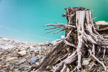 Fototapeta premium dead tree