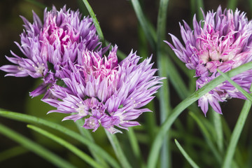 Purple chives blossom at flowerbed macro, selective focus, shallow DOF