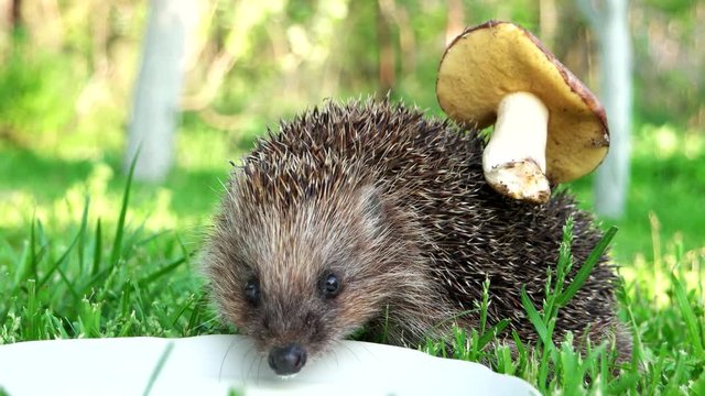 Hedgehog with mushrooms on needles drinking milk from a bowl in the garden. hedgehog drinks milk, beautiful picture with good light. Cute Hedgehog. Hand pet