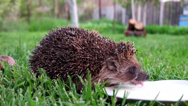 Little beautiful hedgehog all the needles come in to try fresh milk. European Hedgehog (Erinaceus europaeus). Beautiful hedgehog drinks milk on the lawn. 