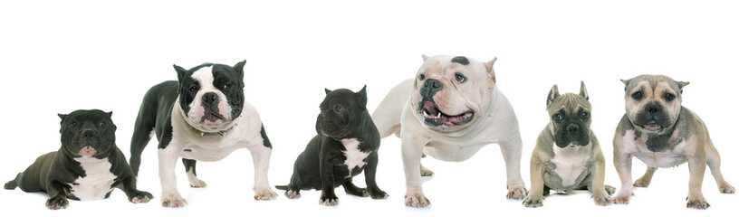 group of american bully