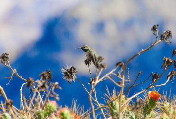 Hummingbird feeding on flower