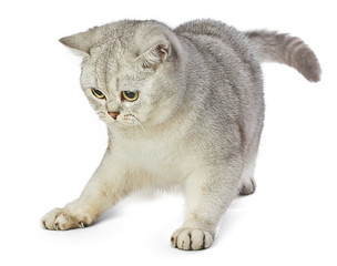 British Shorthair kitten is playing.