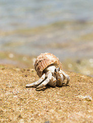 Hermit Crab in a screw shell