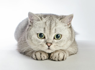 Gray British Shorthair. Portrait of British Shorthair cat lying on a white background.