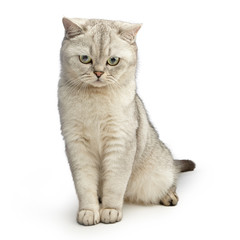 Portrait of green-eyed cat isolated on white background. Gray British Shorthair.