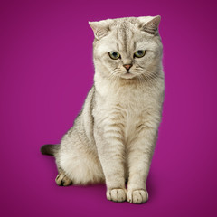 Gray British Shorthair. Portrait of green-eyed cat isolated on purple background.