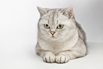 Beautiful cat isolated on white background. Gray British Shorthair.