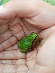子供の手のひらの上のアマガエル