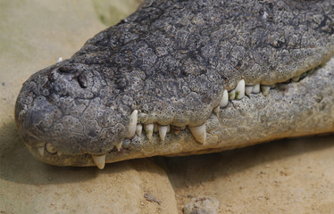 El cocodrilo del Nilo (Crocodylus niloticus) es una especie de saurópsido crocodilio de la familia Crocodylidae. 