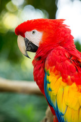 parrot bird