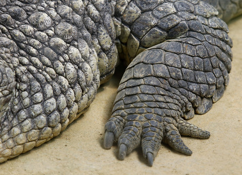 El cocodrilo del Nilo (Crocodylus niloticus) es una especie de saur&oacute;psido crocodilio de la familia Crocodylidae. 