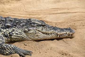 El cocodrilo del Nilo (Crocodylus niloticus) es una especie de saurópsido crocodilio de la familia Crocodylidae. 