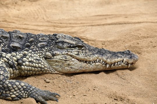 El cocodrilo del Nilo (Crocodylus niloticus) es una especie de saur&oacute;psido crocodilio de la familia Crocodylidae. 