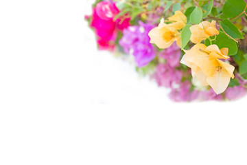 bougainvillea, paper flowers : for background use