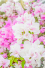Fototapeta na wymiar bougainvillea, paper flowers