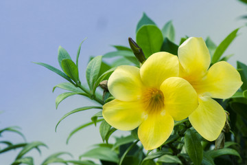 Fototapeta na wymiar yellow flowers blossom in spring time on sky background.