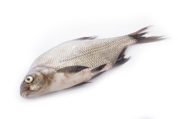 bream isolated