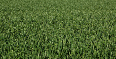 green field background