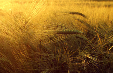 Field with barley in sunset 