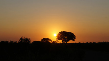 Sonnenaufgang in Südafrika/Sonnenaufgang im Krüger Nationalpark in Südafrika, im Vordergrund einzelne Bäume und Büsche.