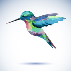 Hummingbird watercolor painting bird on the white background. - 112821417