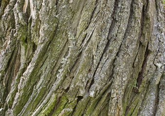 Old bark texture. Ancient oak bark background. Nature pattern of old tree.