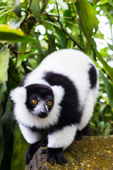 portrait of a lemur