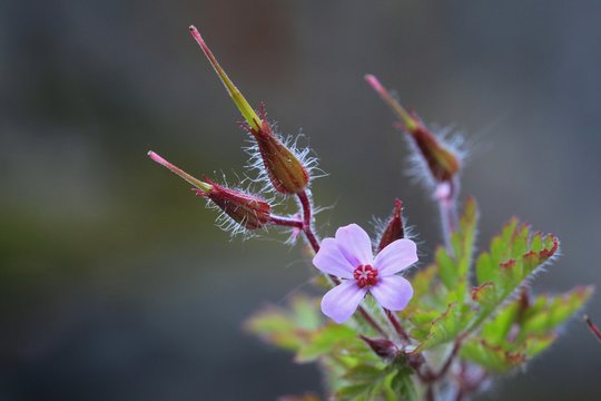 Blooming Herb Robert with seeds